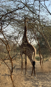 Erasmus + SENEGAL girafe